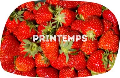 fraises printemps